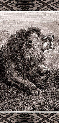 Lion gravure