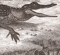 Poupebii