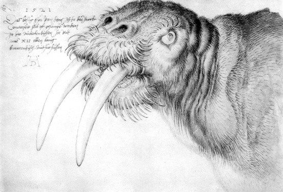 Morse Dürer