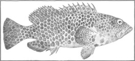epinephelus hexagopunctatus epinephelus hexagopunctatus