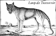 loup de Tasmanie loup de Tasmanie