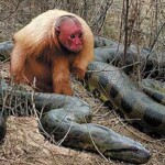 ouakaricontreanaconda